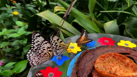 several butterflies with a special pattern sitting on a table