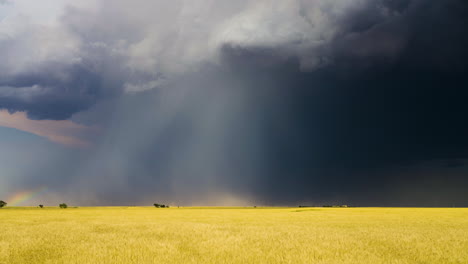 wheat field and lightning with heavy rain falling