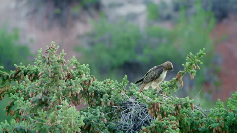 Rotschwanzbussard-Im-Nest,-Der-Bluebird-Ankreischt