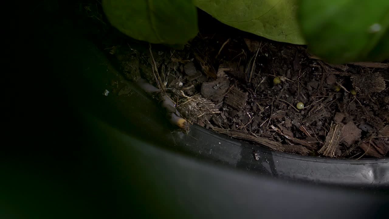 Man's finger reaches in and touches a worm in a pot plant