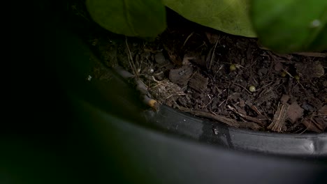 man's finger reaches in and touches a worm in a pot plant