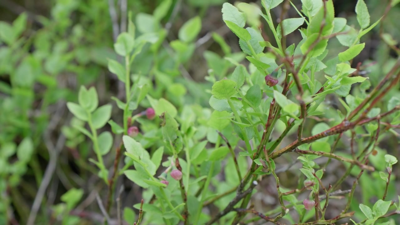 Small oval leaves of a wild blueberry bush with pinkish-red young berries developing. A small brown moth rests on one of the central green leaves.