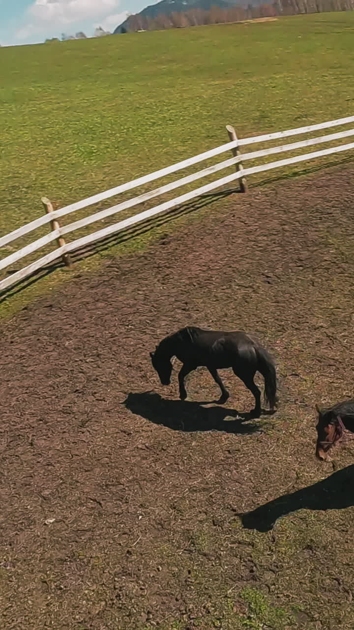 los caballos negros y árabes de la bahía caminan a lo largo del paddock en un día soleado. primer punto de vista. los animales equinos de pura raza corren lentamente a lo largo de la tierra del campo contra la cámara lenta del bosque.