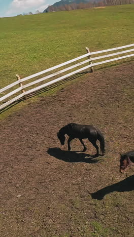 black and bay arabian horses walk along paddock on sunny day first point view. purebred equine animals run slowly along field dirt against forest slow motion