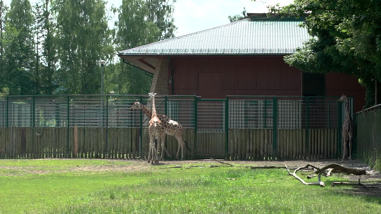 Three giraffes walk on the designated area, natural environment for wildlife