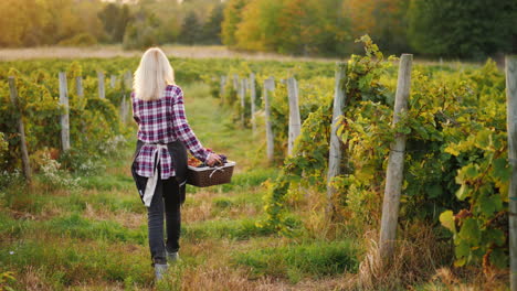 woman farmer with a basket of grapes goes along the vine steadicam shot