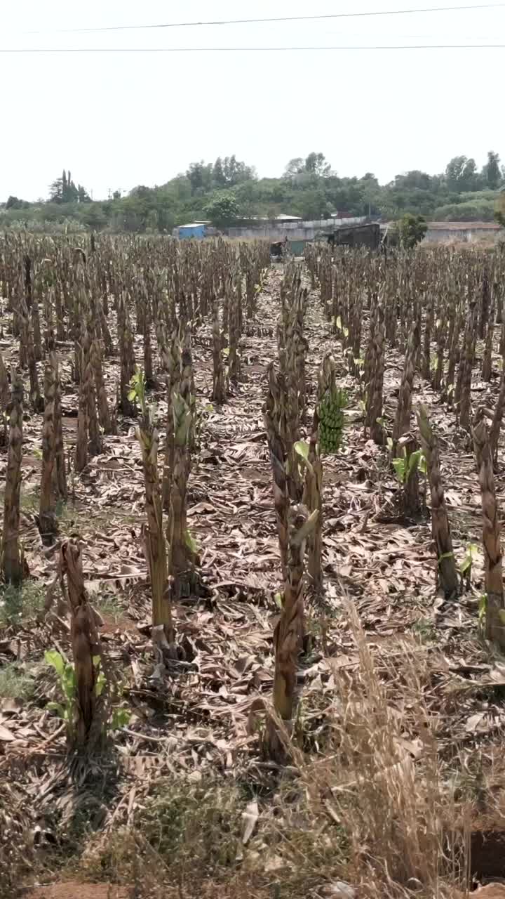 Banana plantation after harvest