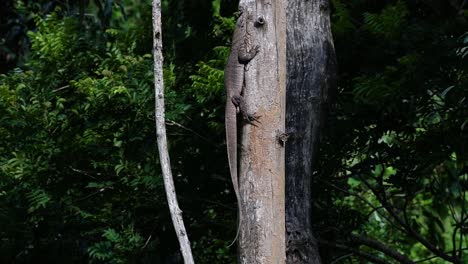 El-Lagarto-Monitor-Nublado-Se-Encuentra-En-Tailandia-Y-Otros-Países-De-Asia