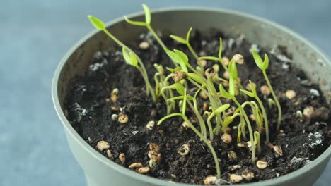 sprouting seedlings in a pot