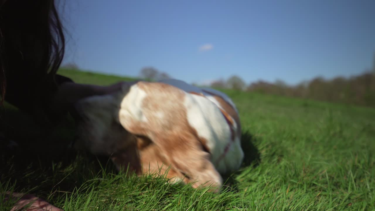 바셋 하운드는 봄에 백인 주인에게 뇌졸중을 당하고 있는 공원에서 옆으로 누워 있다