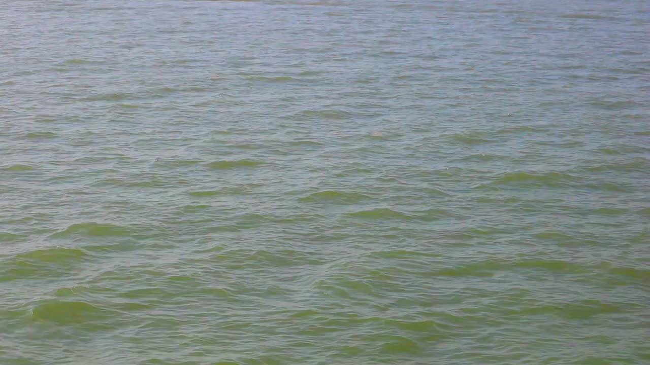 카메라가 크루즈 선박에서 앞으로 이동하는 동안 바물 위를 날아다니는 해파리 무리