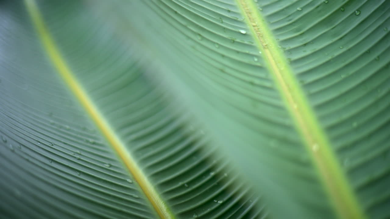 Close up of a green tropical leaf with visible veins and water droplets