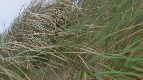 las altas hierbas de las dunas se doblan en el viento de la costa danesa