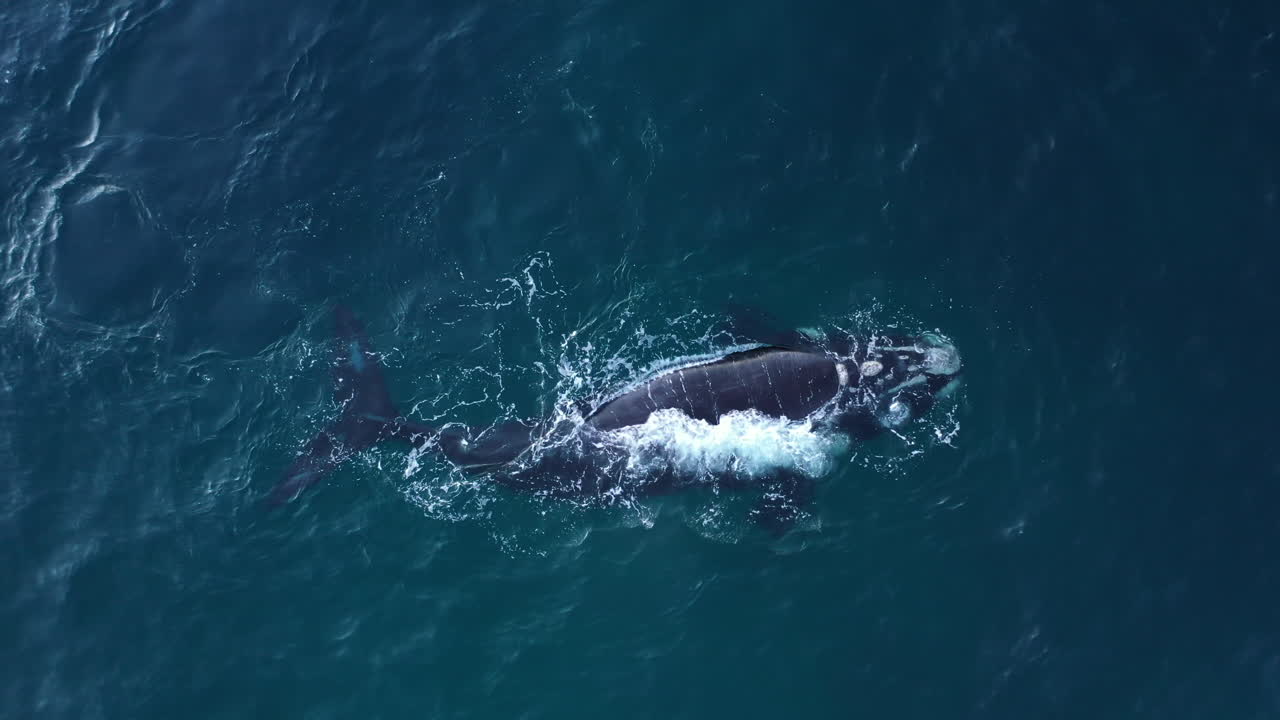 Graceful and powerful, a humpback whale swims through South Africa's waters
