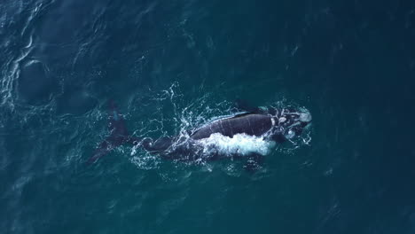 Grácil-Y-Poderosa,-Una-Ballena-Jorobada-Nada-Por-Las-Aguas-De-Sudáfrica.