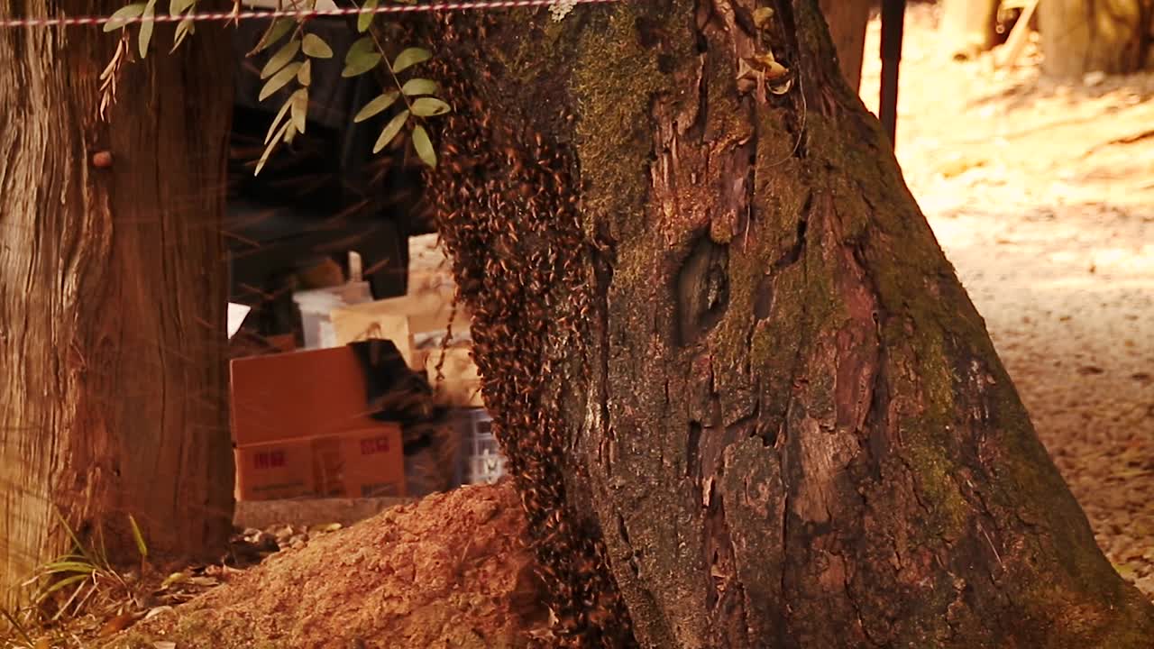 나무 줄기에 벌집을 떠나는 꿀벌 떼