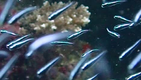 tiny glass fish are swimming in the current