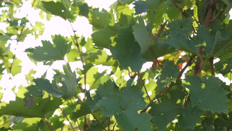 green vineyard agriculture plant at summer