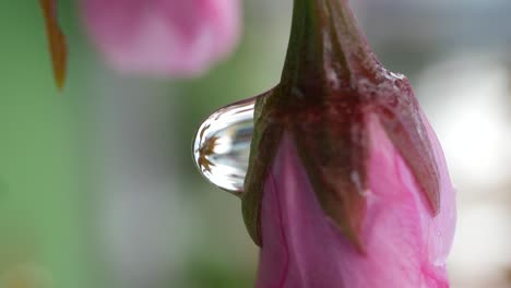 close-up of a dewdrop on a cherry blossom bud