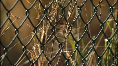 chain link fence with grass