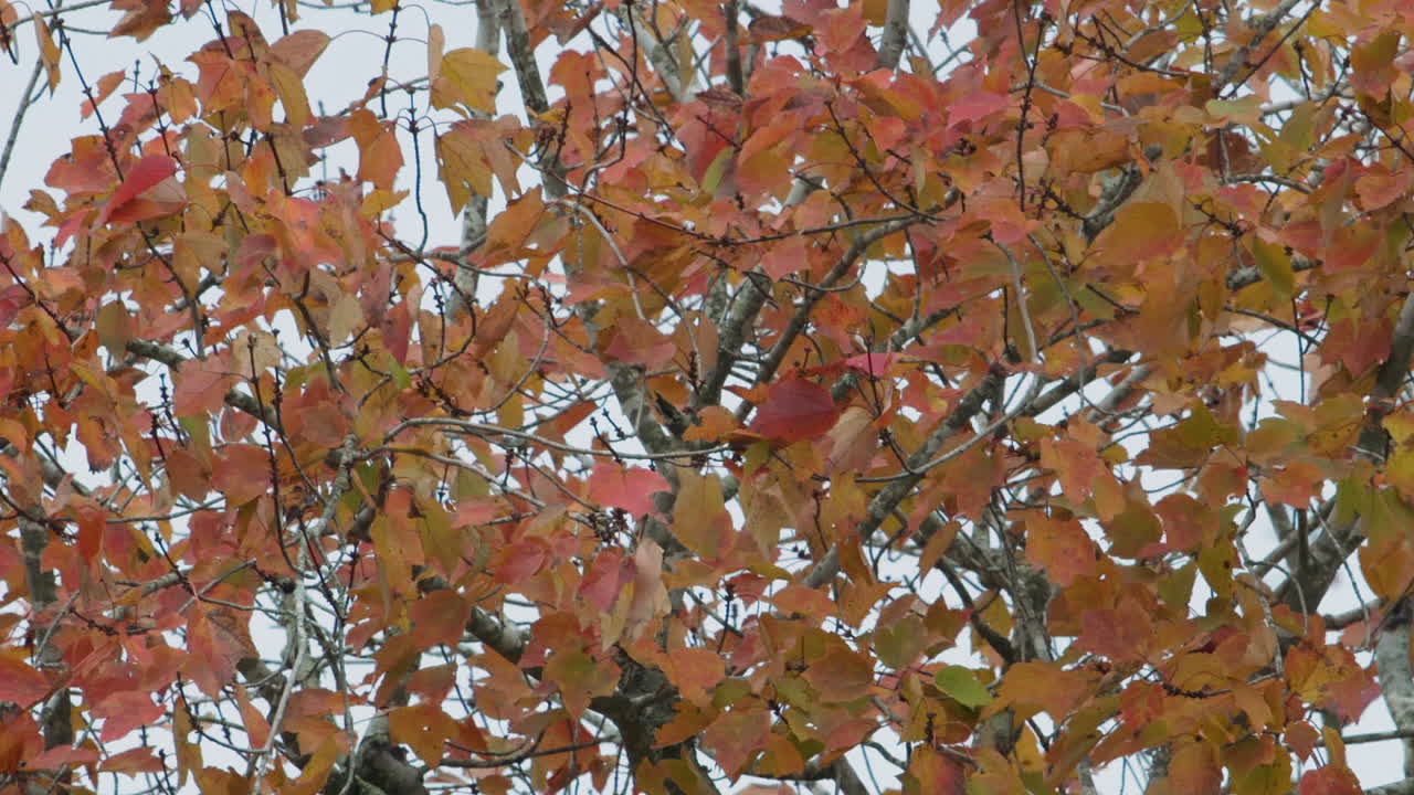 Orange and green autumn leaves beginning to change color. Close shot, Slow motion.
