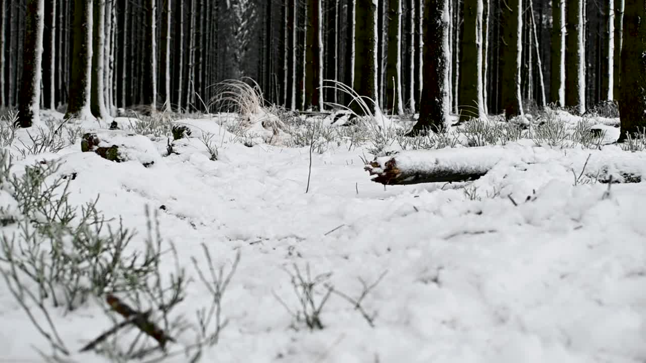 소나무 숲 눈 겨울 풍경 자연의 날에 접근하는 낮은 각도 샷