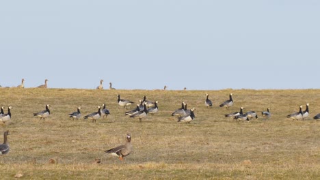 Graugans-Frisst-Gras-Und-Insekten.