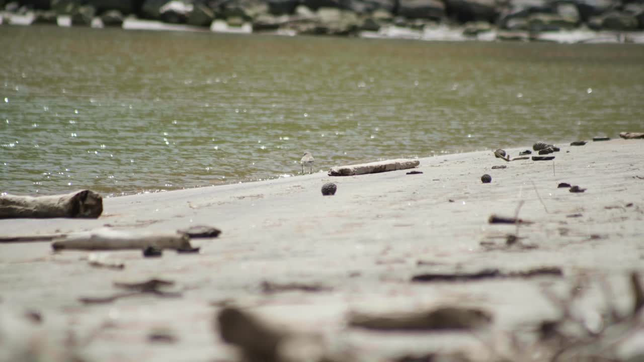 observar el encantador dotterel de nueva zelanda paseando con gracia a lo largo de la costa, una exhibición serena de elegancia aviar en su hábitat natural