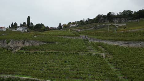 aerial push in: vineyards landscape in lavaux region, switzerland