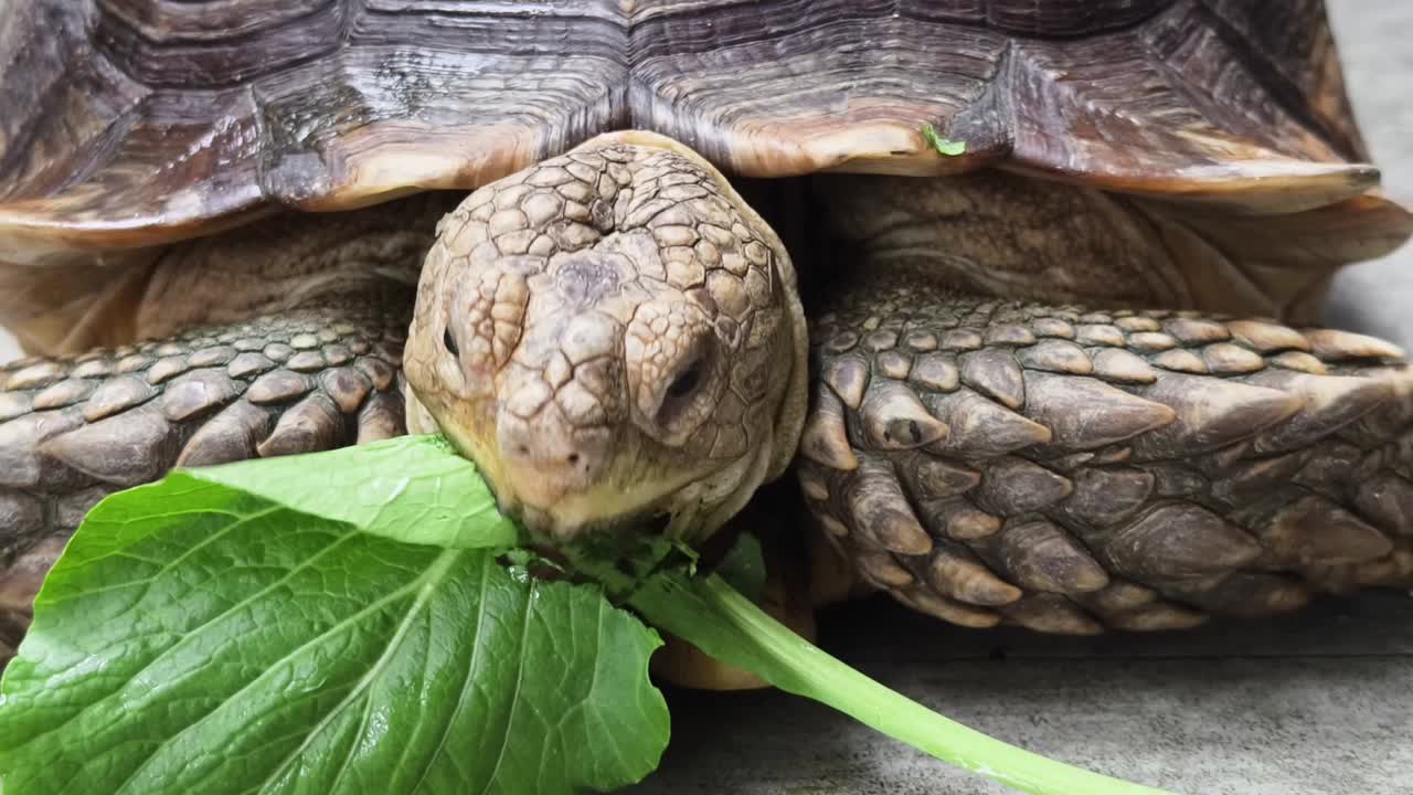 tortuga gigante comiendo verduras