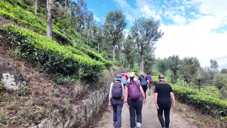 group of hikers on tea plantation trail