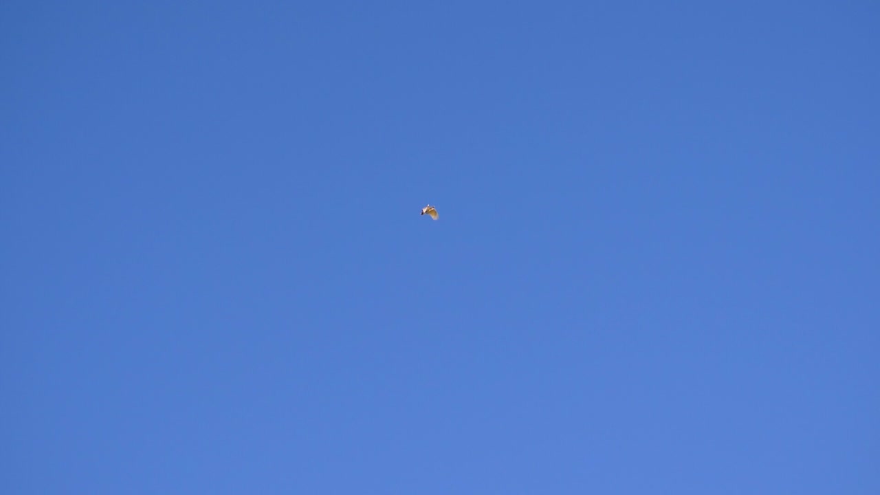 레드리버 고무나무 위를 날아다니는 앵무새