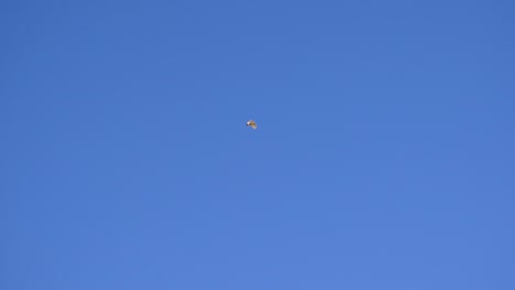 Cockatoo-flying-over-red-river-gum-trees