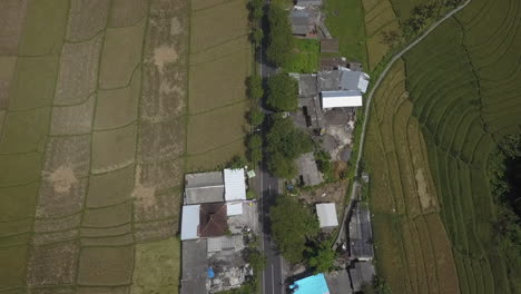 irrigated rice paddy fields, green and healthy, in bali indonesia