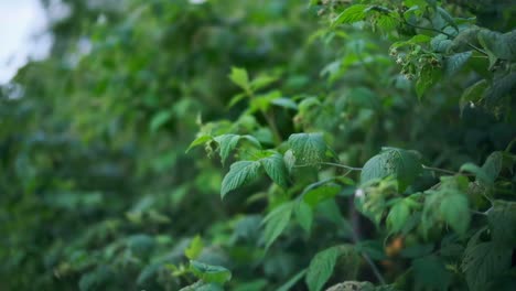 una toma amplia de un arbusto con hojas verdes balanceándose