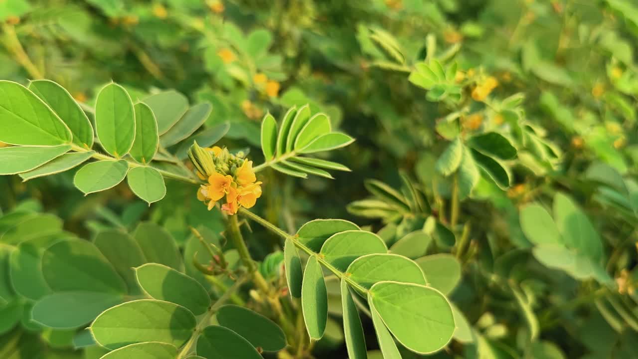 A close-up circling shot of the Chakunda plant (Senna occidentalis) showing its bright yellow flowers and vibrant green leaves under warm sunlight