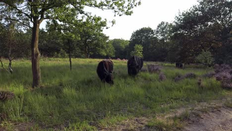 Highland-Cows-grazing-in-purple-heathland-scenery-in-National-Park-De-Meinweg,-Netherlands---4k60