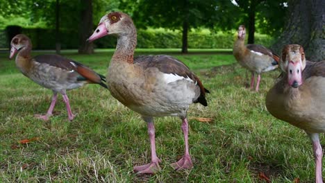 close up view of egyptian geese on grass field fighting for food on summer day