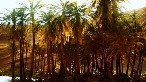 palm trees inside the dunes