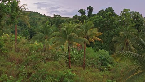 disparo aéreo de avión no tripulado volando hacia adelante a través de la densa selva en las filipinas