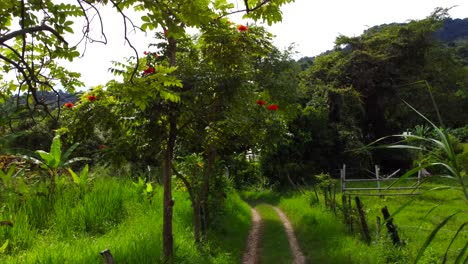 As-the-drone-gracefully-advances,-the-viewer-is-greeted-by-a-lush-canopy-of-emerald-green-foliage,-stretching-endlessly-in-every-direction