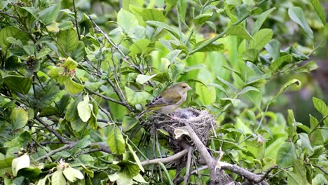 the european greenfinch, or just greenfinch chloris chloris , a small passerine bird feeding baby birds in nest at the wild