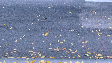 fall leaves in the street