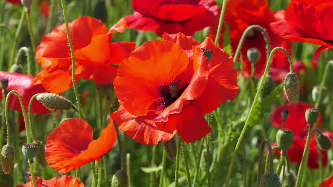 увеличьте масштаб изображения красивого поля красных маков в ветреный день