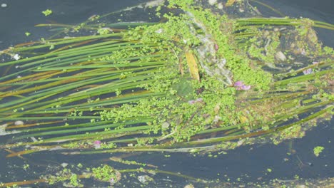 green algae and duckweed drift slowly on river water, natural daylight, close-up, minimal movement