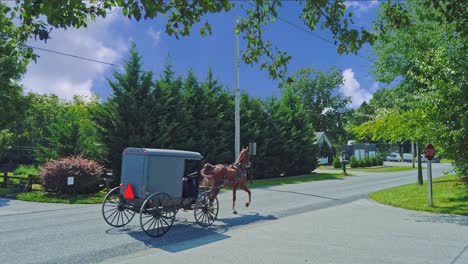 an amish horse and buggy traveling down a country road on a sunny summer day