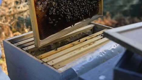 crop beekeeper removing honeycomb with forceps