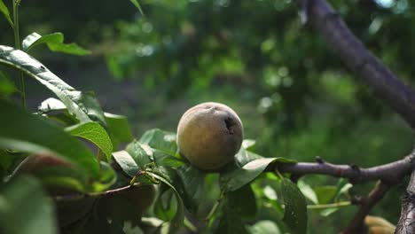 rotten peaches on the tree. fruit tree disease. poor harvest. food crisis.