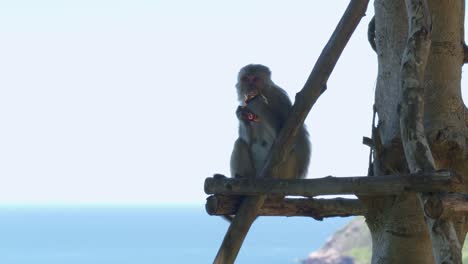 on a wooden ledge affixed to a tree in danang city, vietnam's khi son tra peninsula, the monkey is munching on food while sitting there