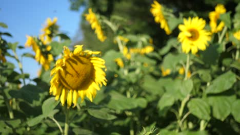 Sonnenblumen-Im-Wind-Auf-Dem-Land